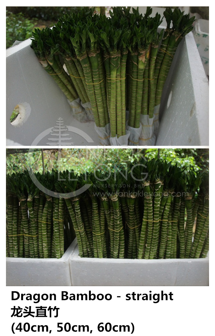 Tan Kok Leyong Nursery Sdn Bhd